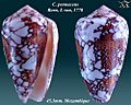 Conus pennaceus 6