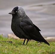 Corvus monedula grass cropped