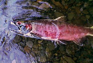 Dead salmon in spawning season