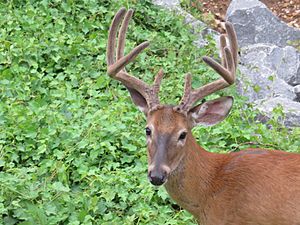 Deer of Four Mile Run 2020d