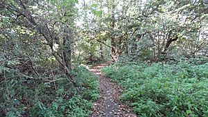 Denham Lock Wood path.jpg