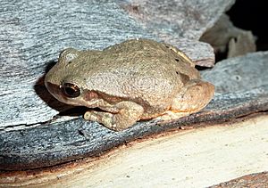 Desert tree frog - Christopher Watson.jpg
