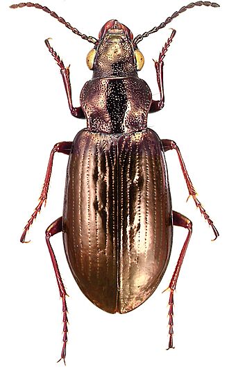 Diacheila arctica amoena (Faldermann) - ZooKeys-245-001-g014