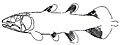 Diplocercides heiligostockensis