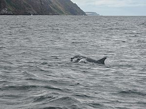 Dolphins in Cromarty Firth (2)