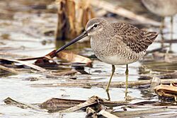 Dowitcher - natures pics