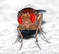 Drosophila melanogaster - front (aka)
