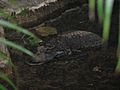 Dwarf Crocodile NC Zoo