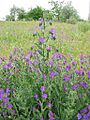 Echium plantagineum2