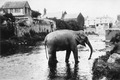 Elephant escapes in Monmouth