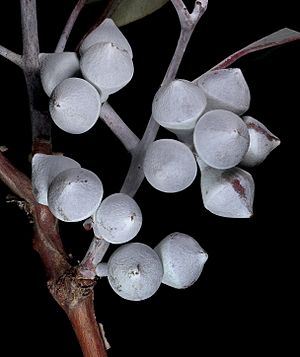 Eucalyptus orbifolia - Flickr - Kevin Thiele (1)