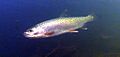 Fanno Creek Cutthroat