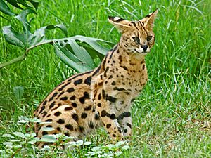 Felidae - Leptailurus serval (Serval) (8300229302)