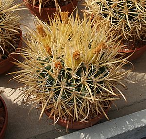 Ferocactus chrysacanthus 2.jpg