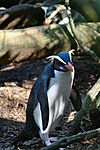 Fiordland penguin (Mattern)