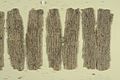 Fragmentary Buddhist text - Gandhara birchbark scrolls (1st C), part 31 - BL Or. 14915