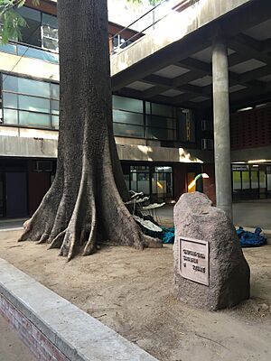 GG Tree or Gautam Gira Sarabhai Square