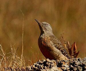 Geocolaptes olivaceus -South Africa-8.jpg