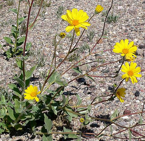 Geraea canescens form 2