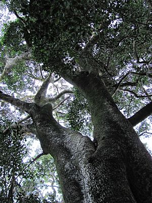 Giant Ironwood Tree - Olea capensis macrocarpa - Newlands Forest - Cape Town 1