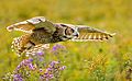 Great horned Owl in flight 1811, Southern Ontario, Canada (Captive)