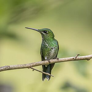 Green-crowned brilliant (Heliodoxa jacula henryi) female.jpg