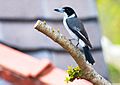 Grey butcherbird (Funnell)