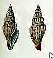 Guraleus jacksonensis 001