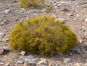 Gutierrezia microcephala 1.jpg