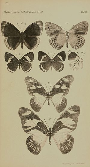 Honrath1884BerlEntZ28Part1TafVII