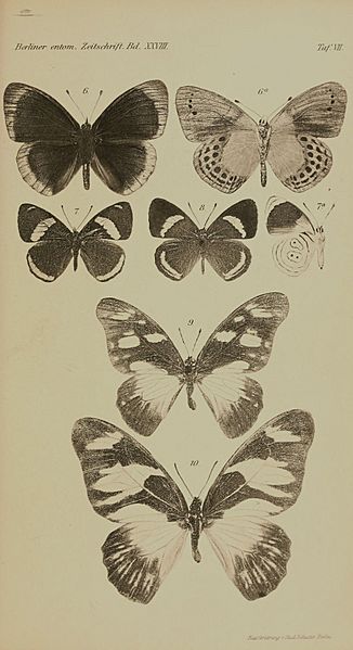 Honrath1884BerlEntZ28Part1TafVII
