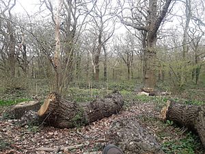 Horsenden Hill woods, Perivale-Greenford