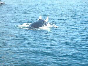 Humpback whale breaching