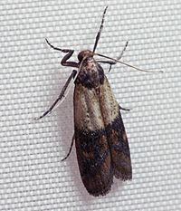 Indianmeal moth 2009