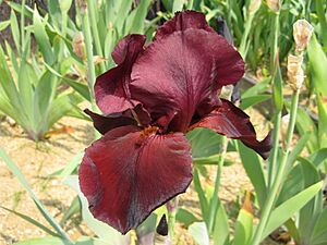 Iris 'Samurai Warrior'1