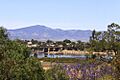 Jacaranda Time Port Augusta