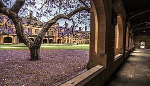 Jacaranda at University of Sydney