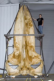Joey williams with a 19 foot long blue whale skull