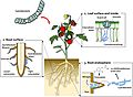 Leaf and root colonization by cyanobacteria