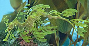 Leafy Seadragon Phycodurus eques 2500px