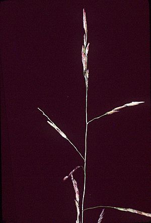Leersia virginica NRCS-1.jpg