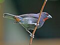 Lesser Antillean Bullfinch RWD4