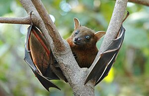 Lesser short-nosed fruit bat (Cynopterus brachyotis).jpg