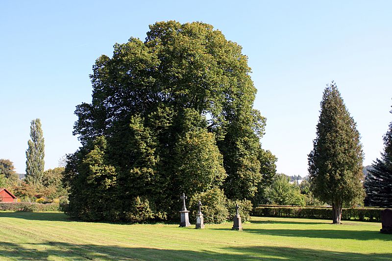 Linde Elnhausen