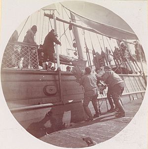Loading Reindeer on U.S.S. Bear, c.1896