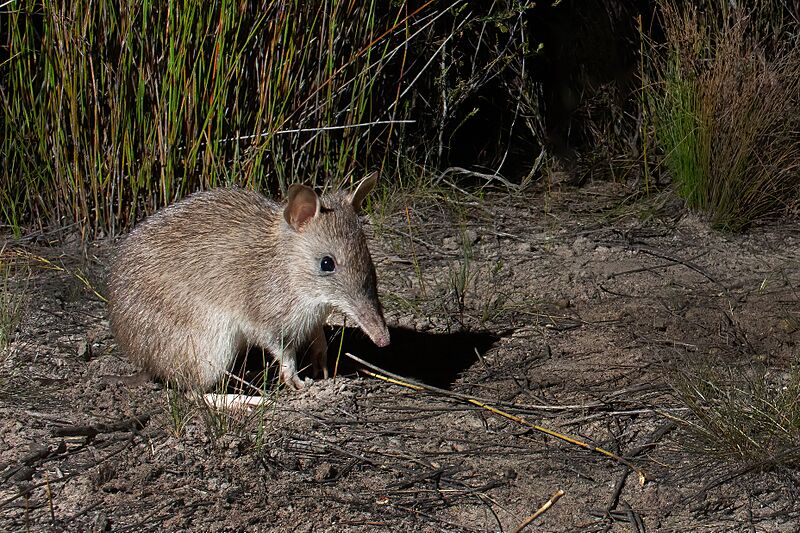 Long-nosed Bandicoot 0059