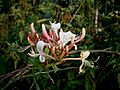 Lonicera periclymenum 001