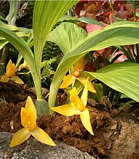 Lycaste cruenta OrchidsBln0906