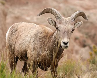 MK00658 Badlands Bighorn Sheep