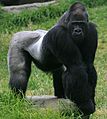 Male gorilla in SF zoo